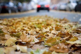 Fall Leaves